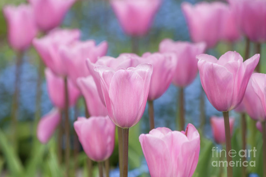 Garden Photograph - Pink Tulips and For-Get-Me-Nots by Jill Greenaway