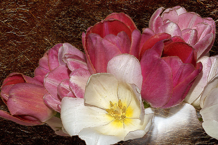 Pink Tulips And Gold Leaf Look Photograph by Phyllis Denton