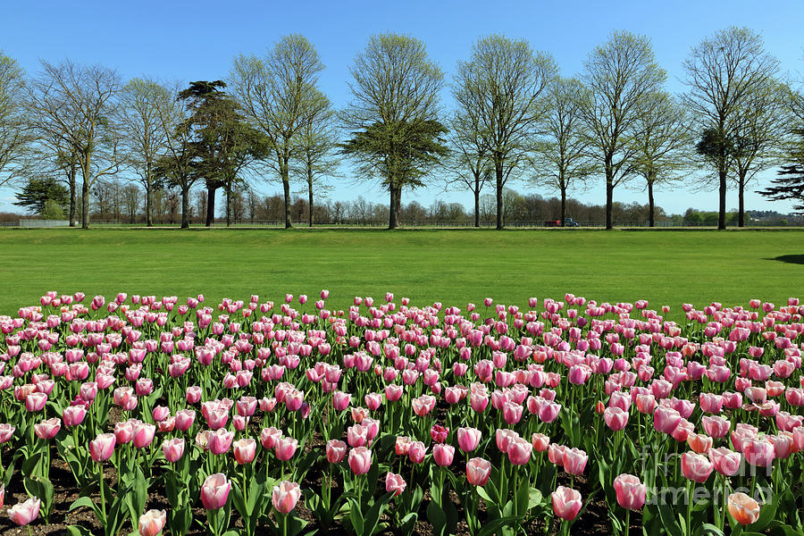 Pink Tulips at Hampton Court Photograph by Julia Gavin