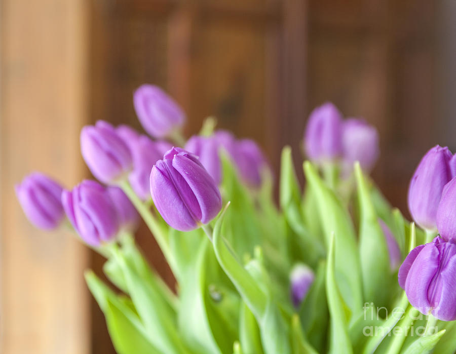 Pink tulips at home Photograph by Patricia Hofmeester