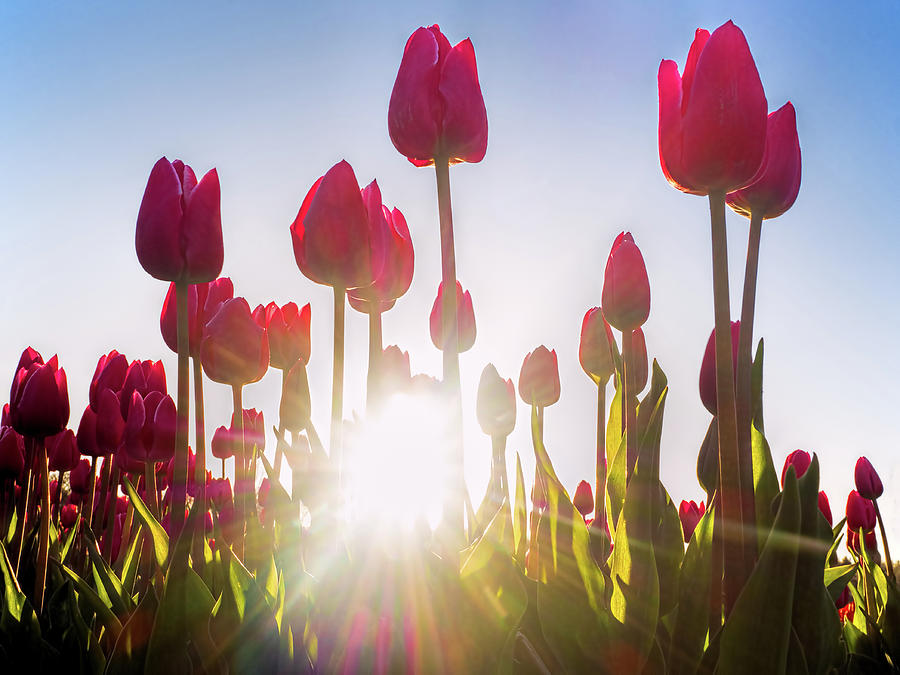 Pink Tulips At Sunset Photograph By Henry Jager Fine Art America