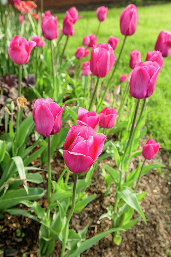 Spring Photograph - Pink Tulips - Belknap Mill by Robert Clifford
