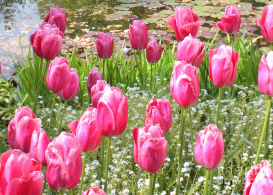 Pink Tulips By Peaceful Pond Photograph