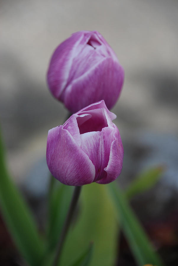 Pink Tulips  Photograph by Carol Eliassen