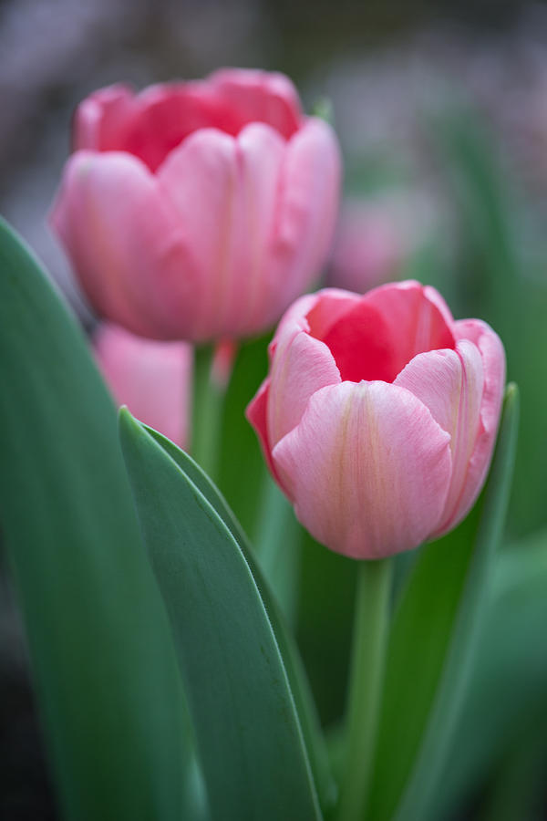 Pink Tulips Photograph by Dale Kincaid