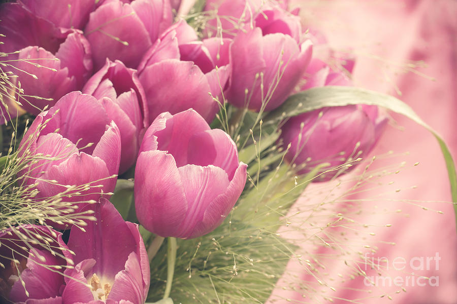 Tulip Photograph - Pink tulips by Delphimages Photo Creations