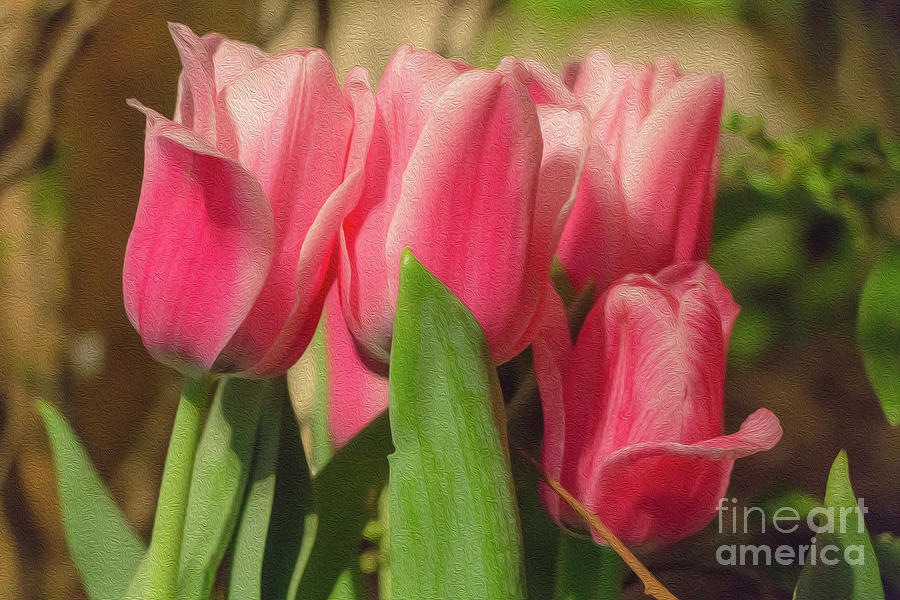 Pink Tulips Photograph by Elizabeth Dow