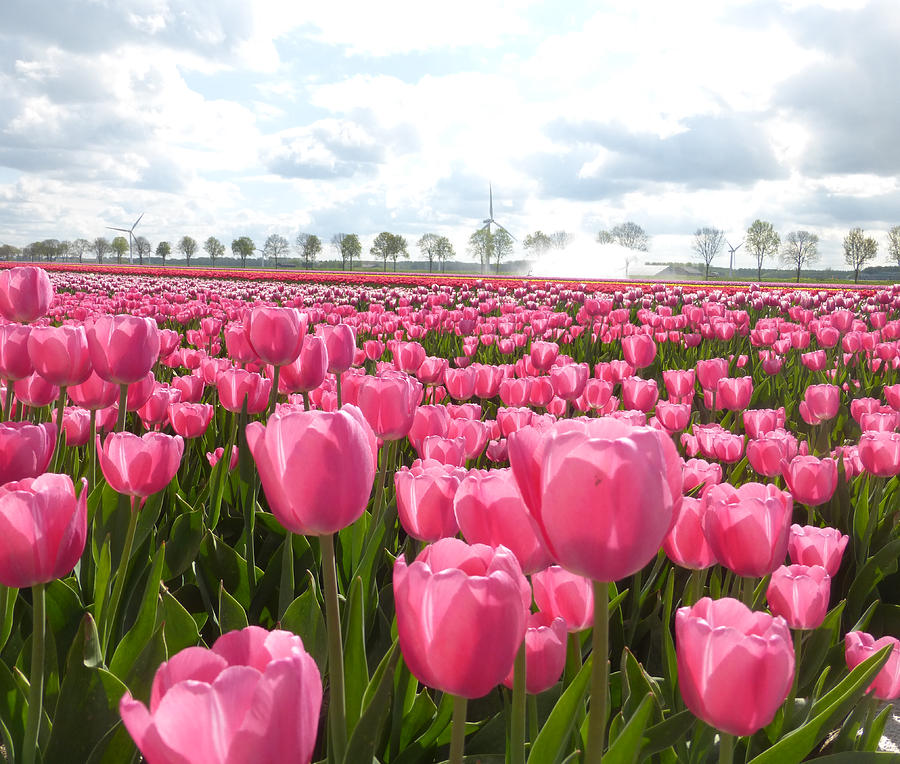 NATURE POSTER AD890 PINK TULIPS FIELD Photo Poster Print Art A0 A1 A2 A3 A4 