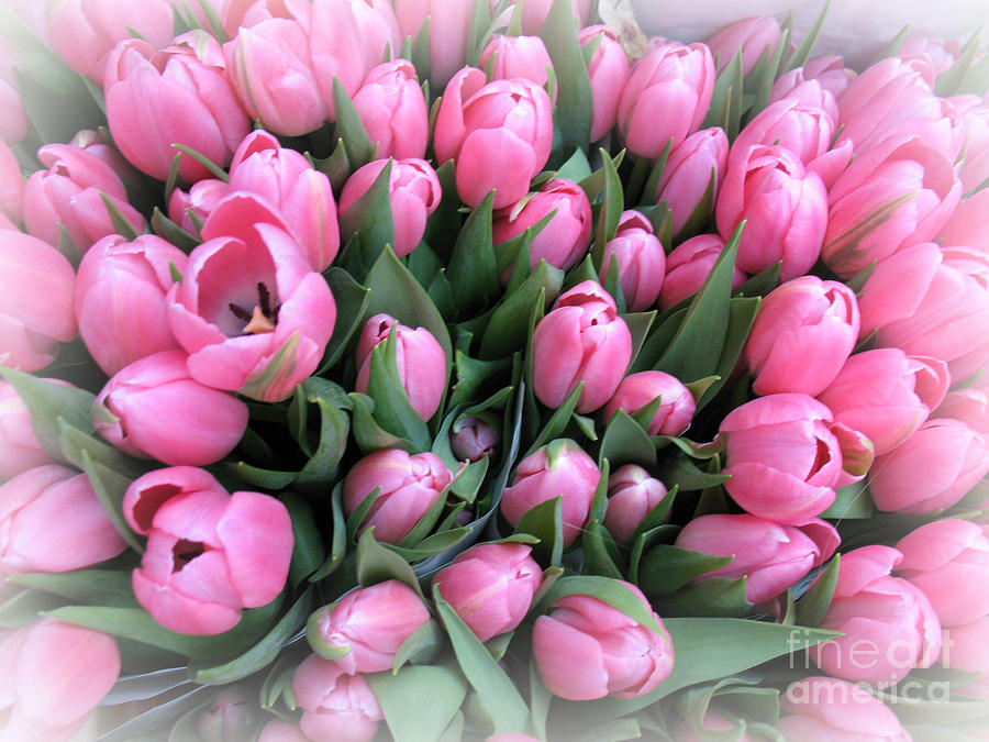 Flower Photograph - Pink Tulips from Amsterdam Market by Trude Janssen