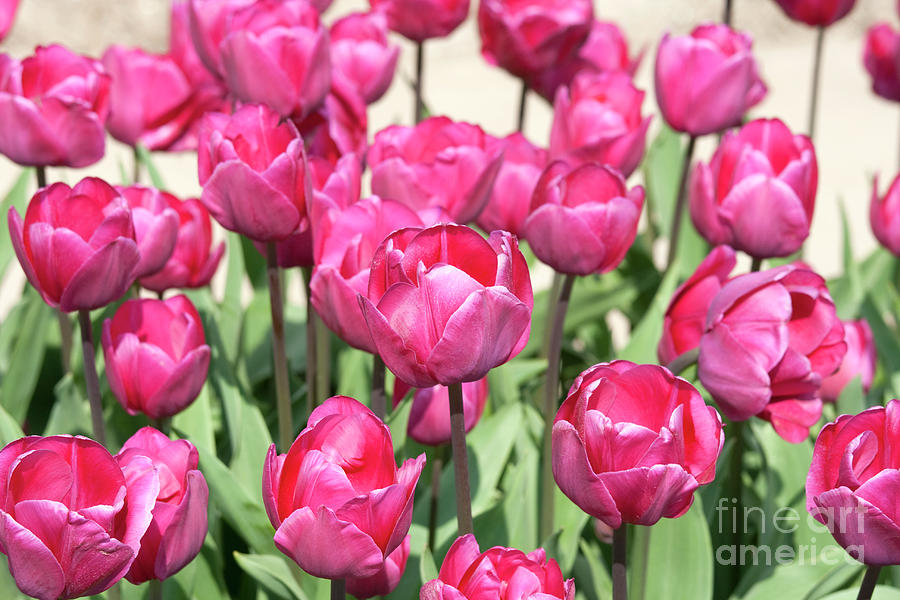 Pink tulips from the Netherlands Photograph by Patricia Hofmeester