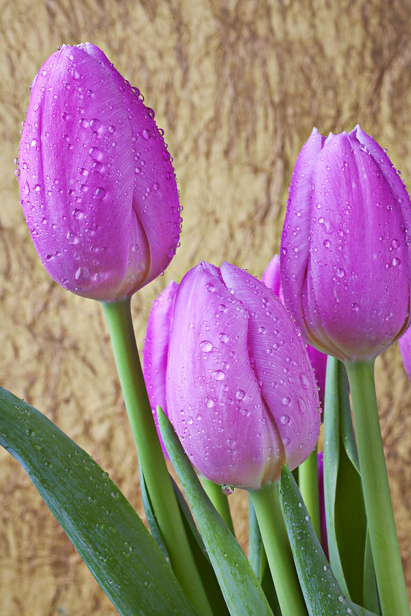 Tulip Photograph - Pink Tulips by Garry Gay