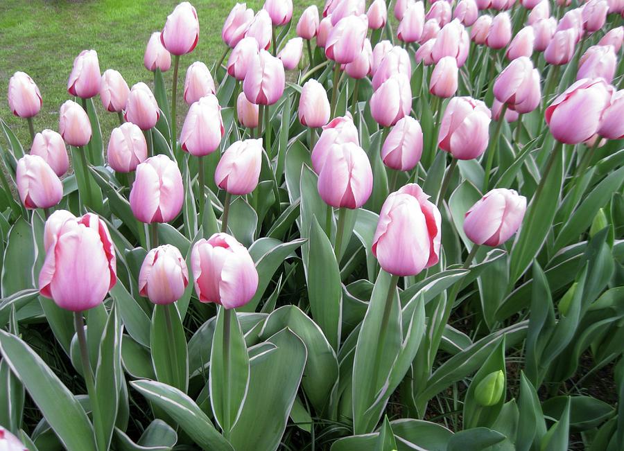 Pink Tulips in Holland Photograph by Chuck Stewart | Fine Art America