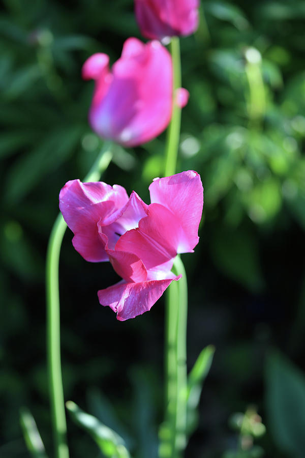Pink Tulips In Morning Light Photograph
