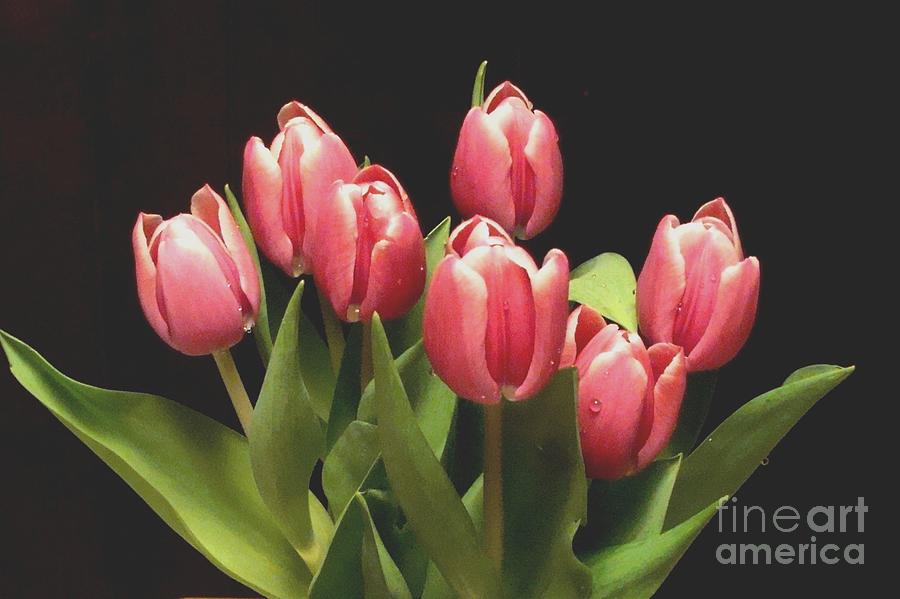 Pink Tulips Photograph by Janette Boyd
