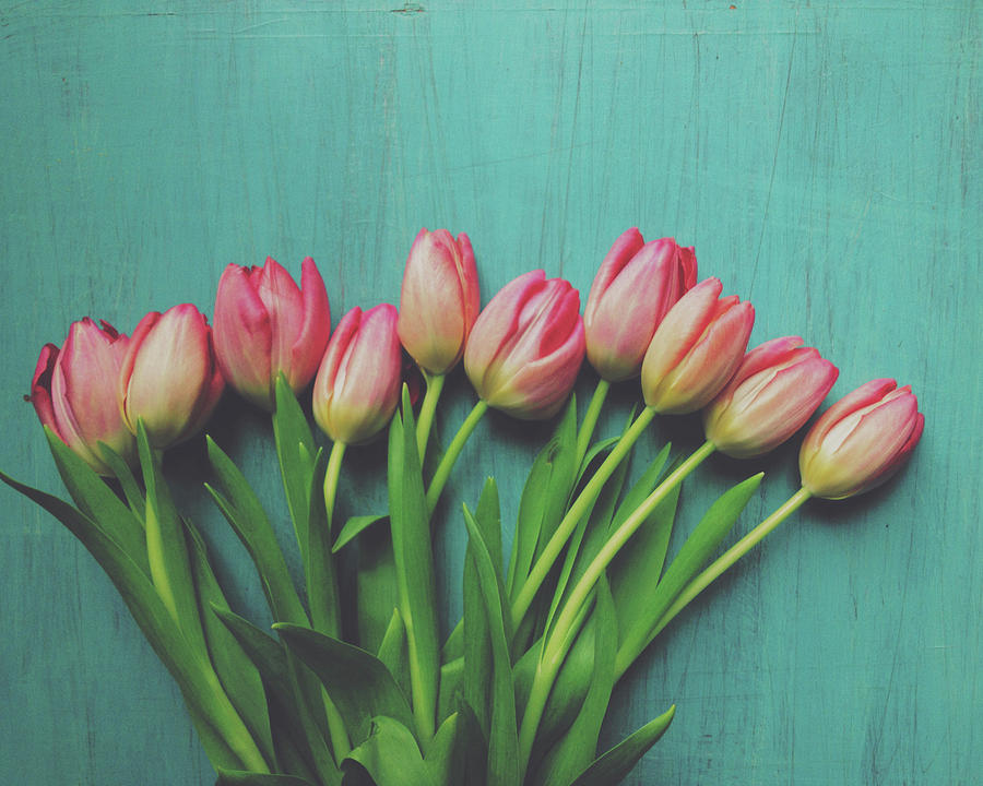 Spring Photograph - Pink Tulips by Olivia StClaire