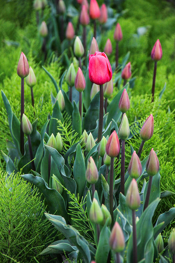 Pink Tulips Photograph by Juli Ellen