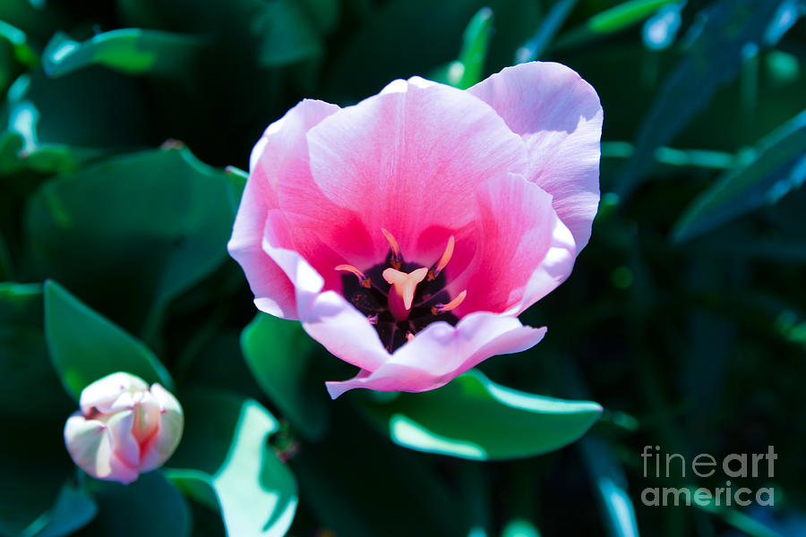Flowers Still Life Photograph - Pink Tulips by Julia Rigler