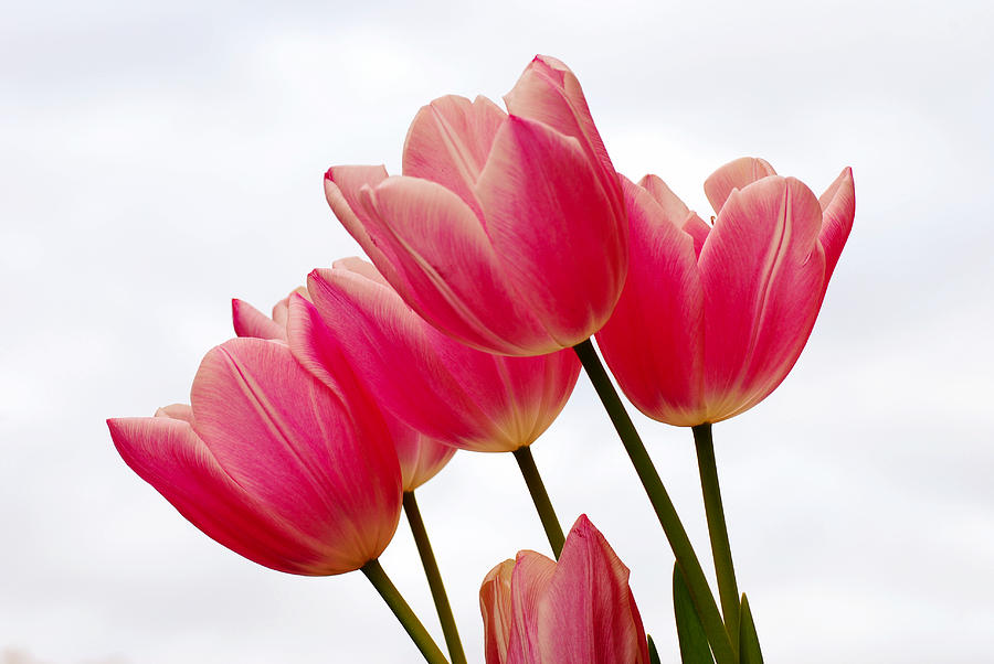Pink Tulips Photograph by Kelly Wade