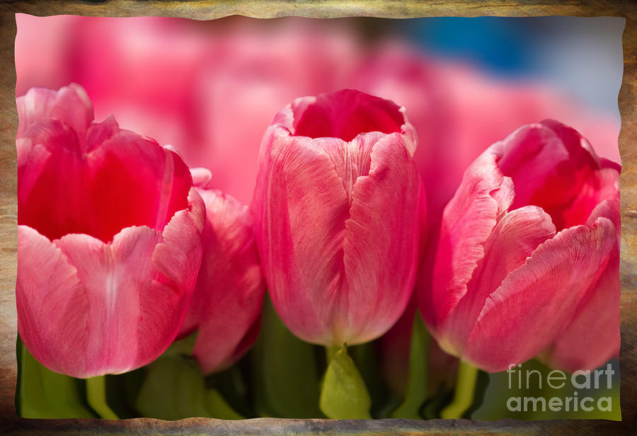 Pink Tulips Landscape Photograph by Terry Weaver - Fine Art America