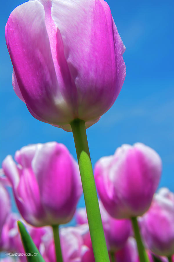 Pink Tulips Photograph by LeeAnn McLaneGoetz McLaneGoetzStudioLLCcom