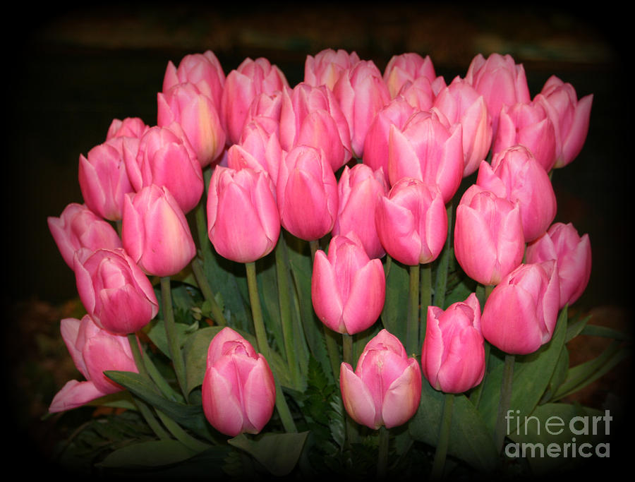 Flower Photograph - Pink Tulips by Lynn Bawden