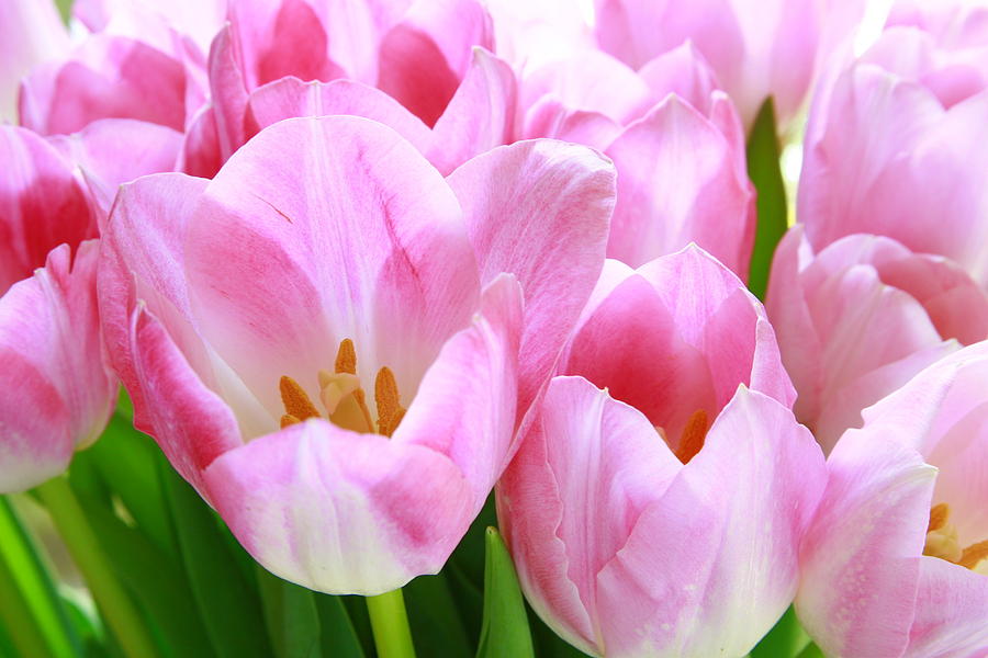 Pink Tulips Photograph by Margaret Hood