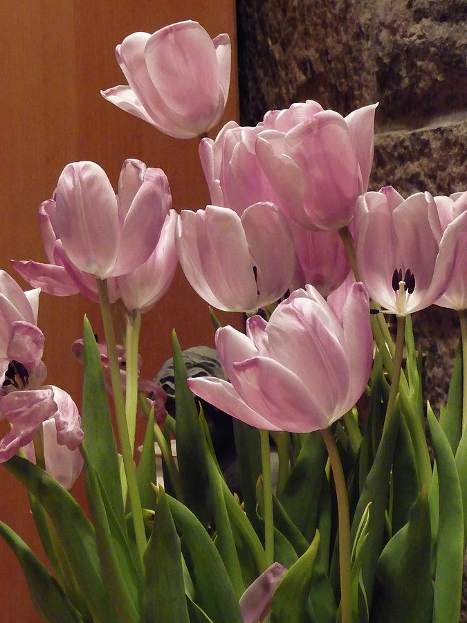 Pink Tulips Photograph by Margie Avellino