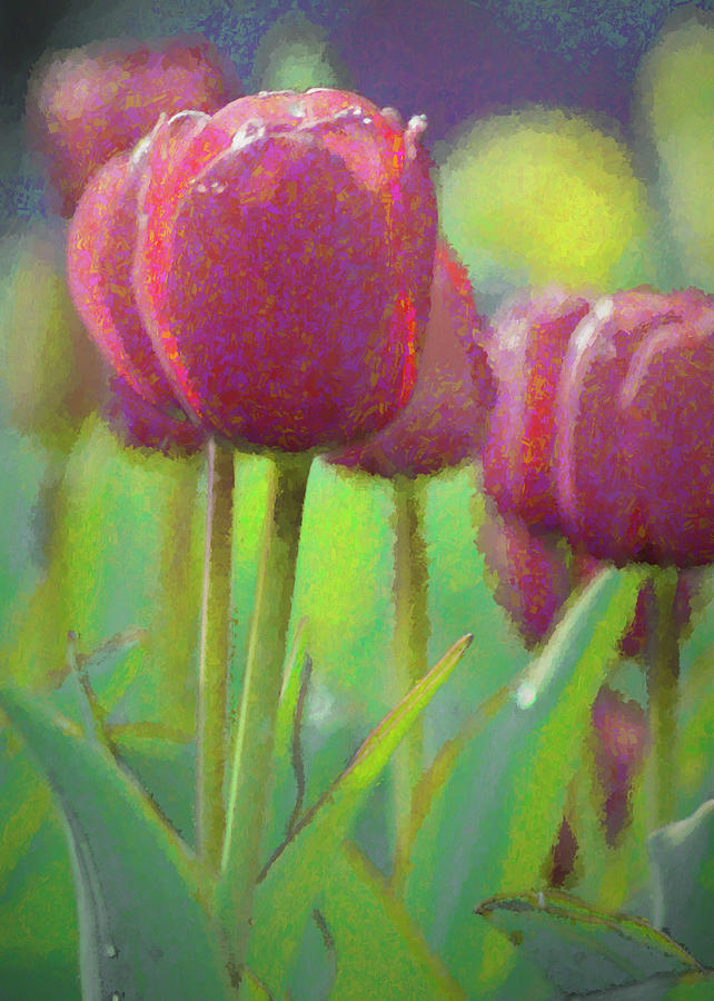 Tulip Photograph - Pink Tulips by Marianne Hamer