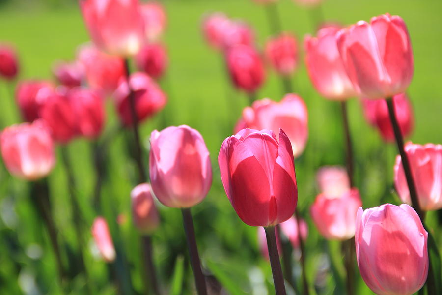 Pink Tulips Photograph by Angela Murdock