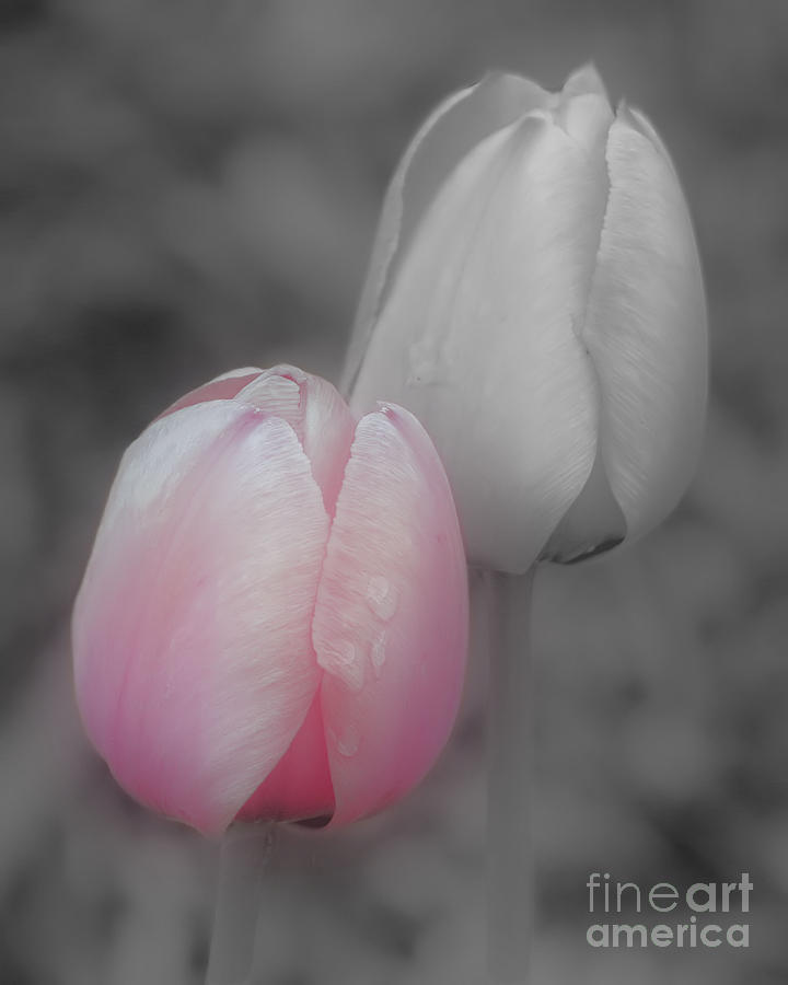 Pink Tulips Partial Color Photograph by Smilin Eyes Treasures