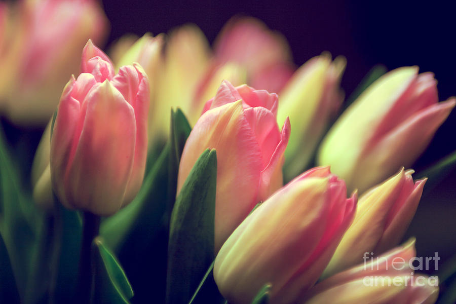 Pink tulips Photograph by Patricia Hofmeester