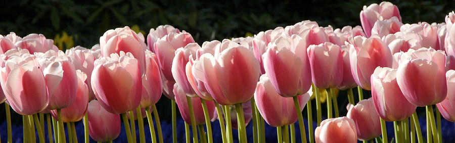 Tulip Photograph - Pink Tulips by Peter Verdnik