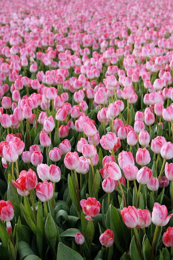 Pink Tulips- photograph Photograph by Linda Woods