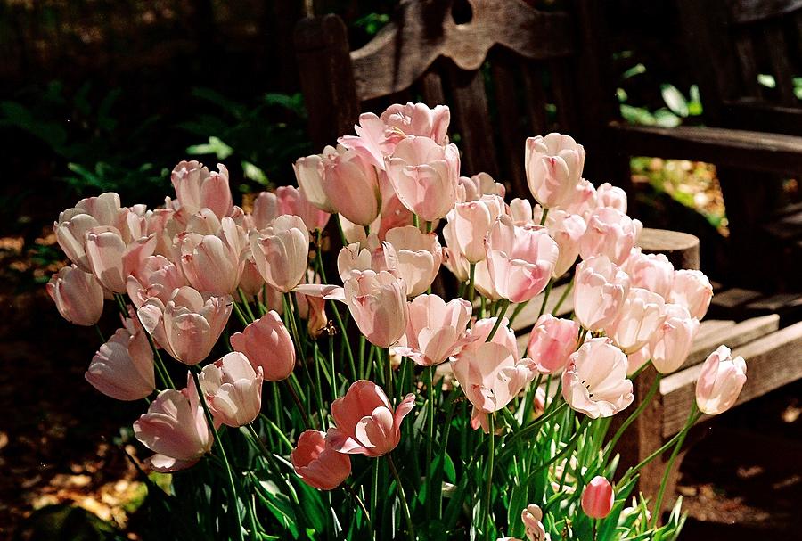 Pink Tulips Photograph by Sandra Lee Scott