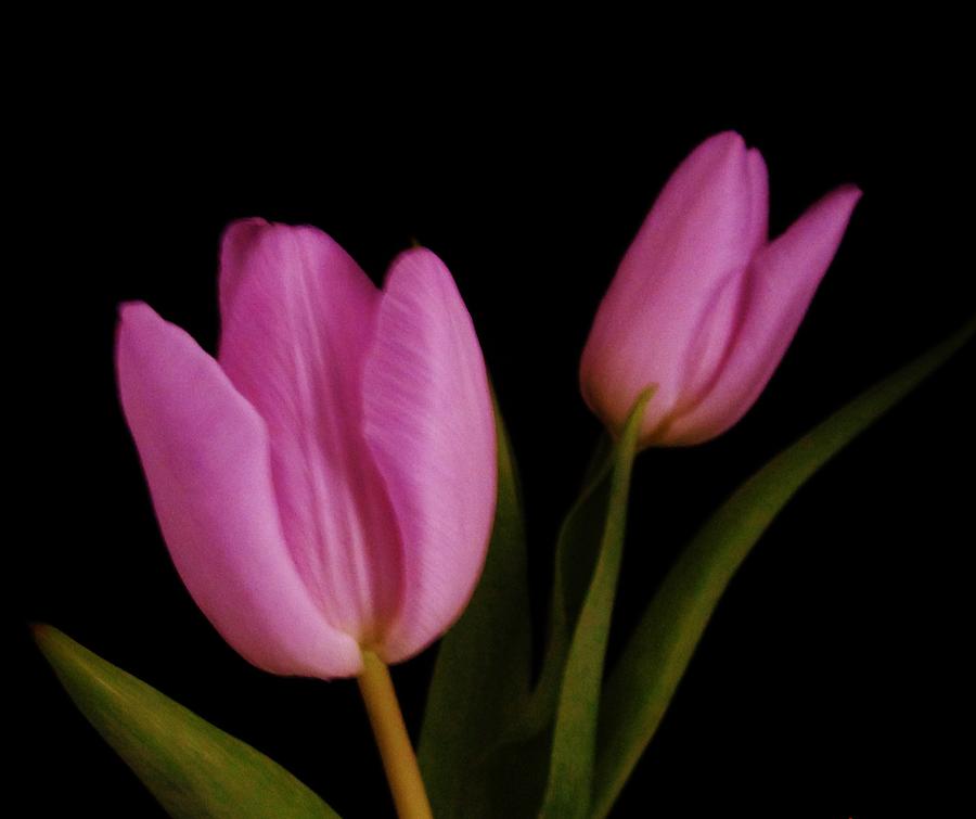 Pink Tulips Photograph by Sharon Ackley