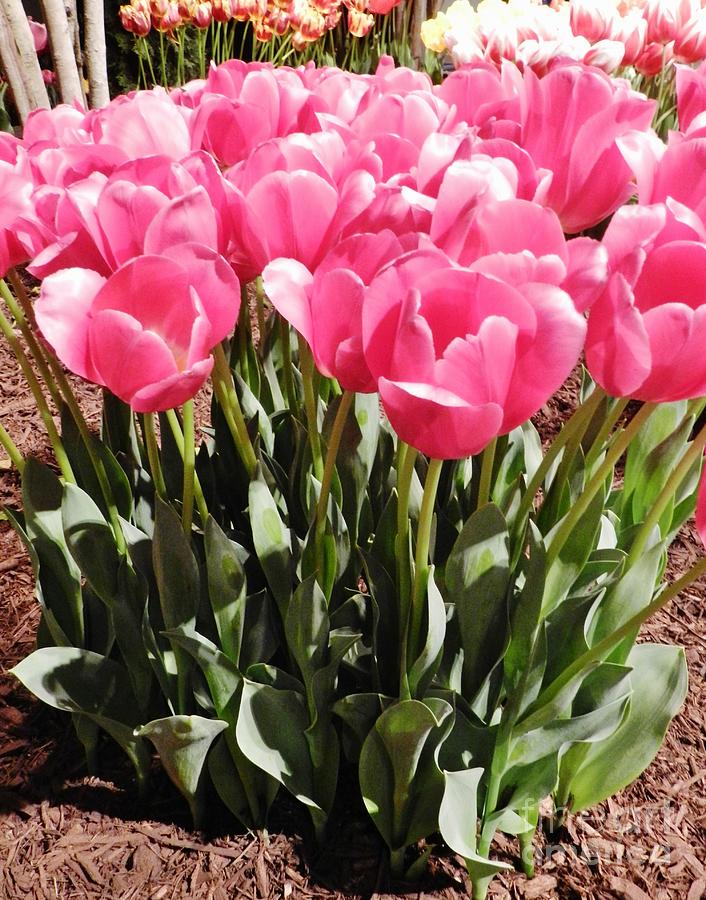 Pink Tulips Photograph by Snapshot Studio - Fine Art America