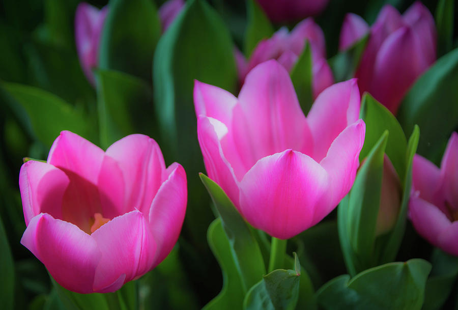 Pink Tulips Photograph by Steph Gabler