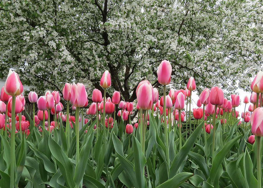 Pink Tulips Under Flowering Crab Tree Photograph