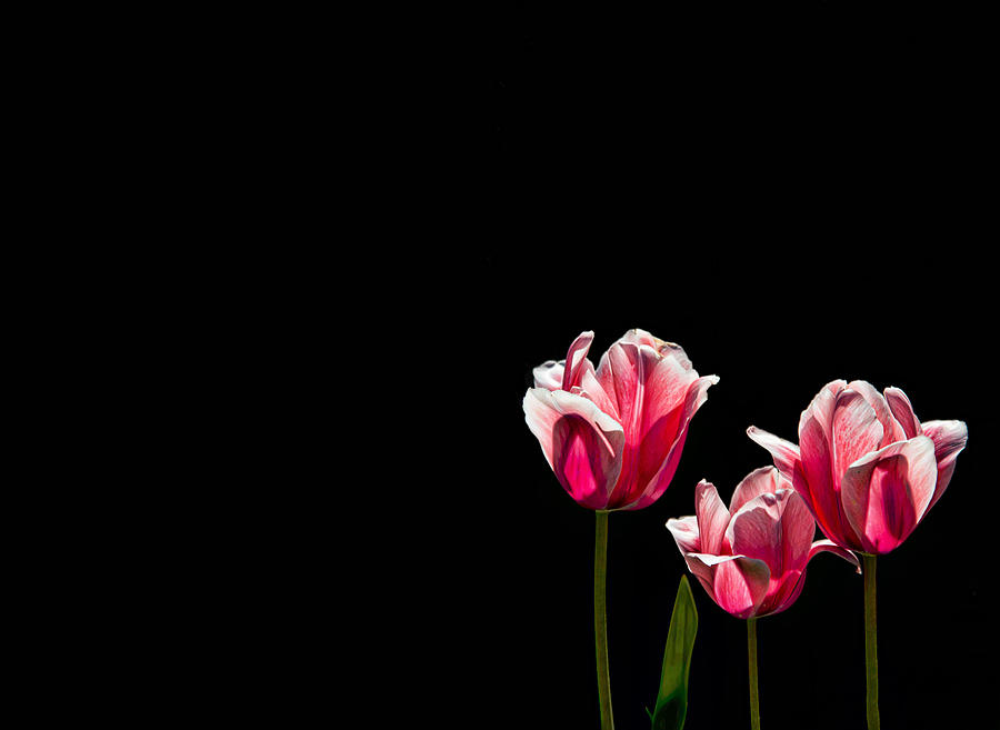 Pink Tulips Photograph by Wendy Carrington