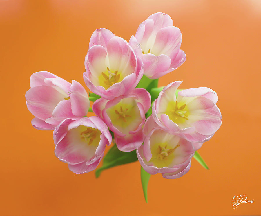 Flower Photograph - Pink Tulips by Yuliya Marusina