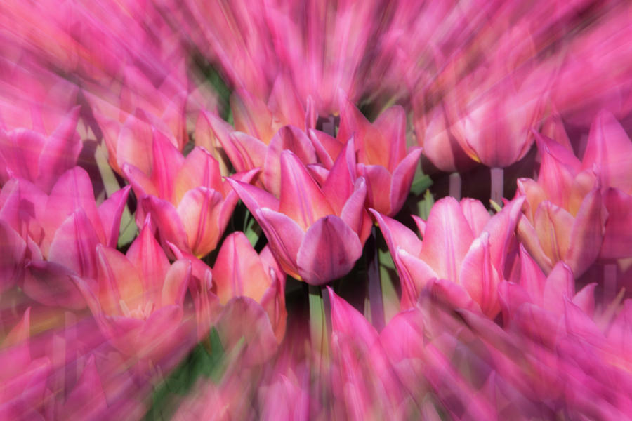 Pink Tulips Zoom Photograph by Jerry Fornarotto