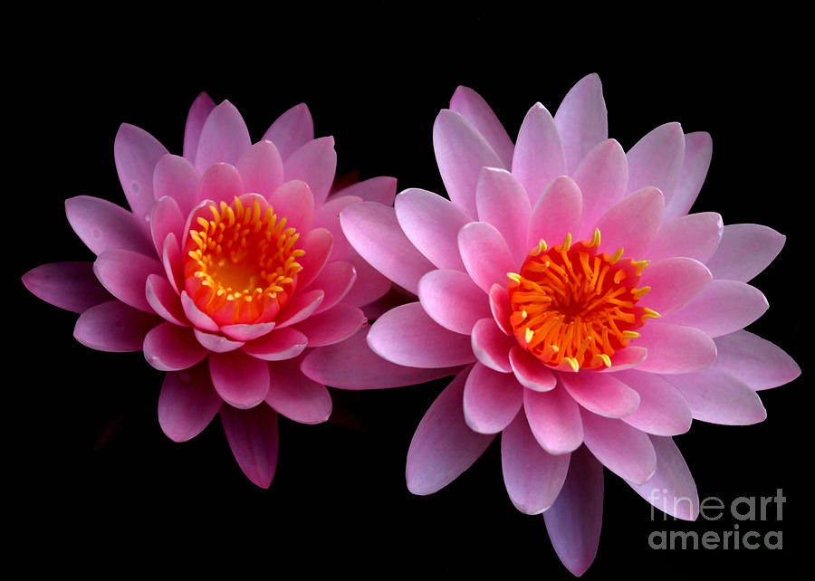 Flower Photograph - Pink Twins by Sabrina L Ryan