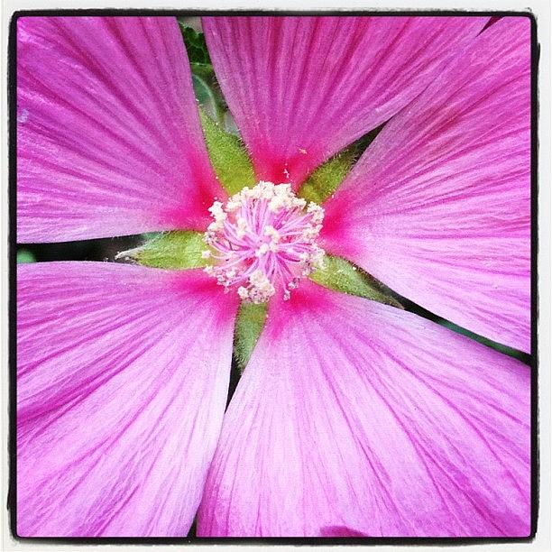 Nature Photograph - Pink Up Close by Amy Beam