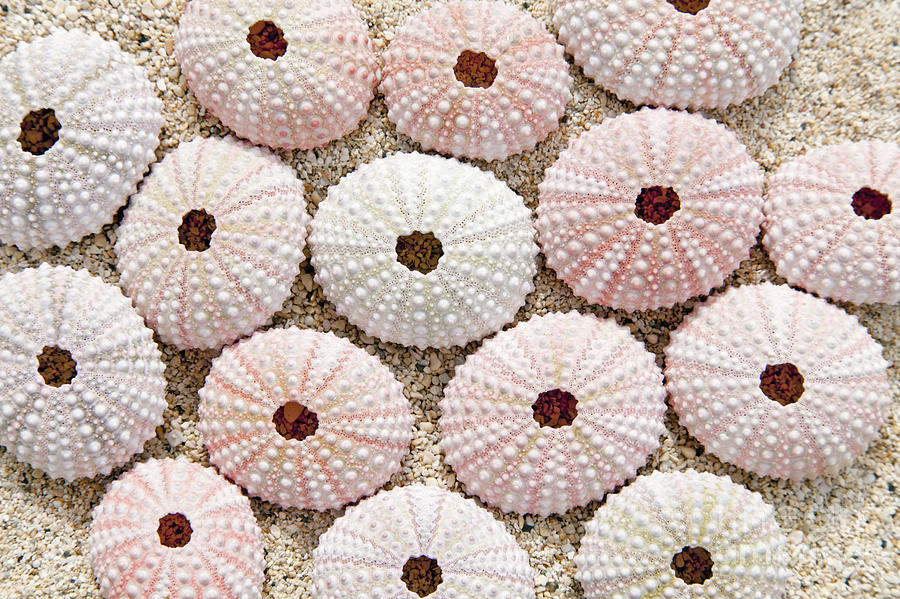 Beach Photograph - Pink Urchin Shells by Brandon Tabiolo