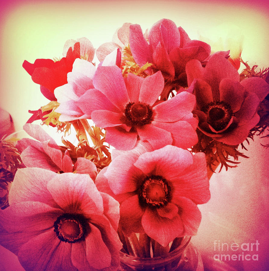 Pink Velvet Flowers Photograph by Onedayoneimage Photography