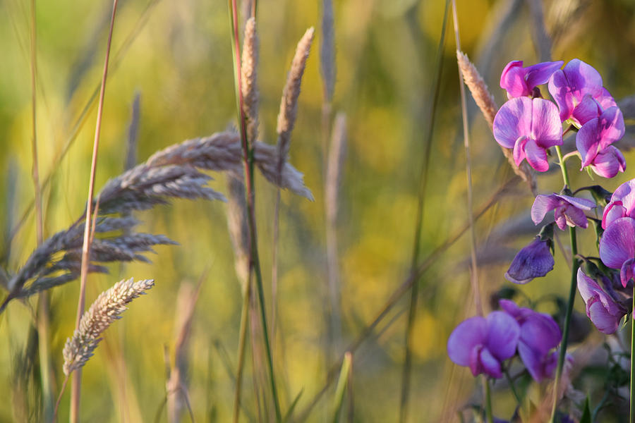 Pink Vetch Photograph by Bonnie Bruno