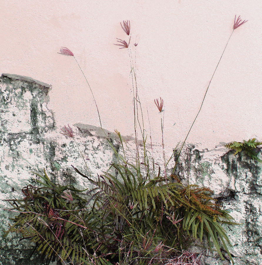 Pink Wall Photograph by Ian  MacDonald
