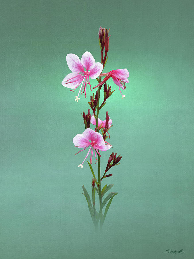 Flowers Still Life Digital Art - Pink Wand Flower by M Spadecaller