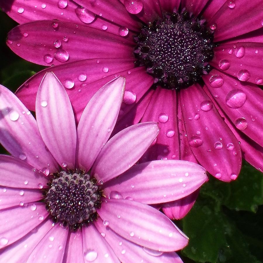 Pink water drop flowers Photograph by Andrew Rhine
