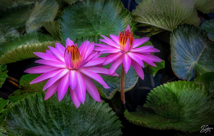 Pink Water Lilies Photograph by Endre Balogh